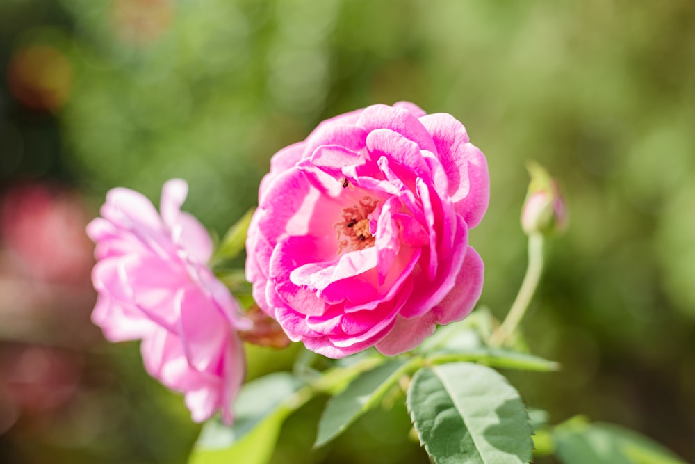 Un primer plano de una flor rosada con hojas verdes