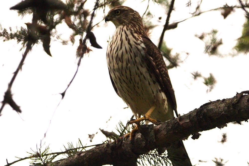 a hawk perched on a branch of a pine tree