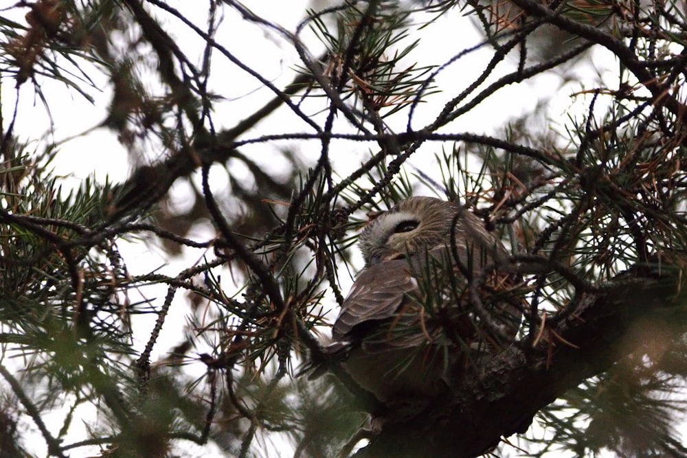 an owl is sitting in a pine tree