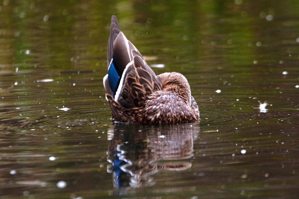 a duck floating on top of a body of water