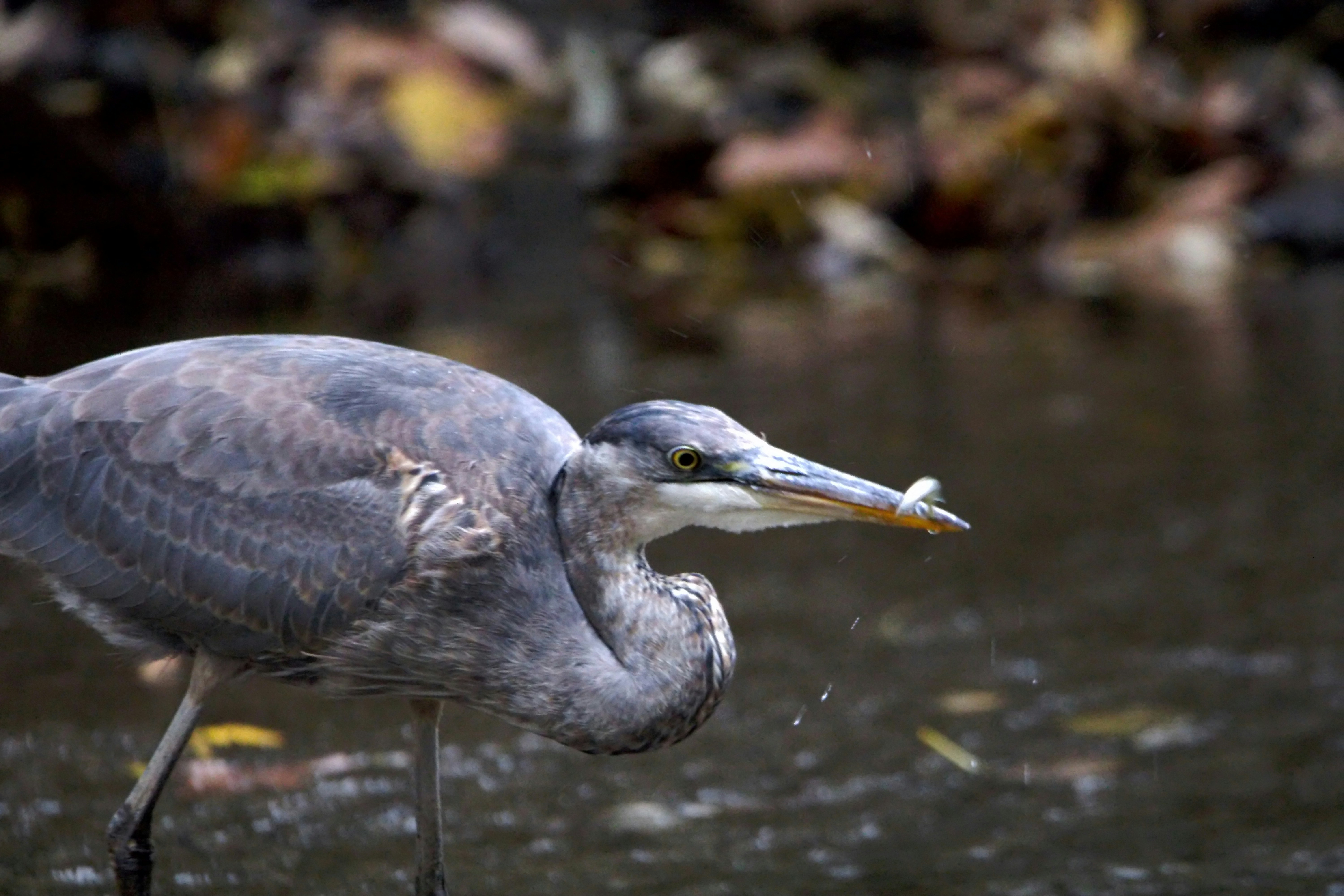 Un grand héron pèche dans la rivière. Vu de profil, la proie dans le bec.