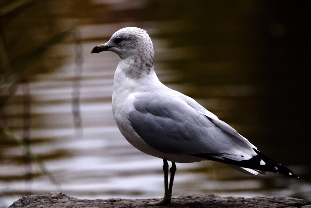 a seagull standing on a rock near a body of water