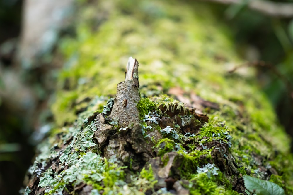 a close up of a moss covered tree trunk