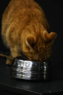 A serene ginger cat resting beside a sleek black water bowl with subtle golden accents.