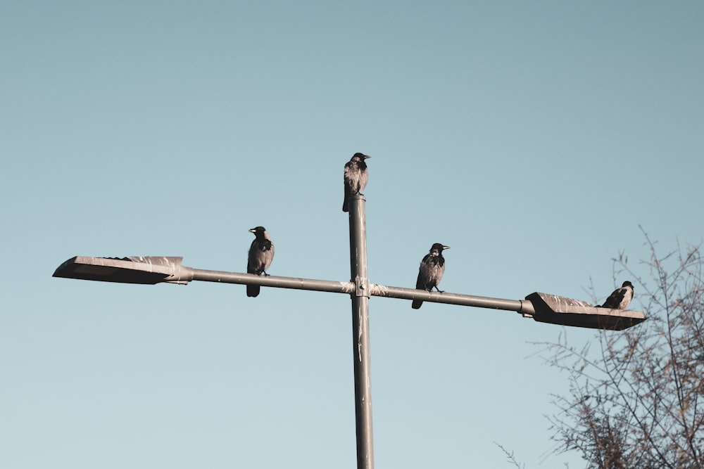 a group of birds sitting on top of a street light