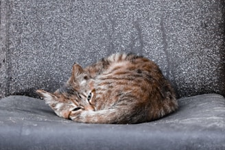 a cat laying on top of a gray couch