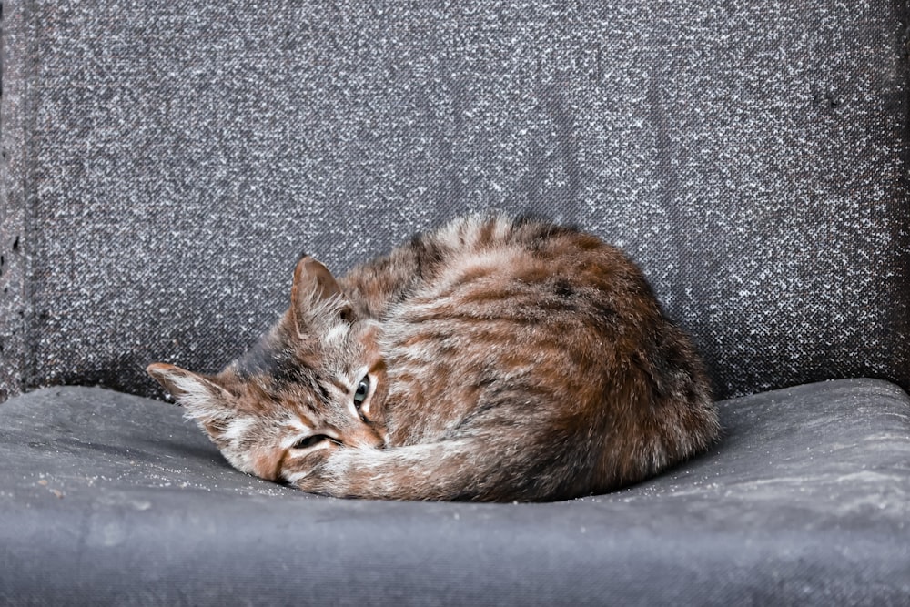 a cat laying on top of a gray couch