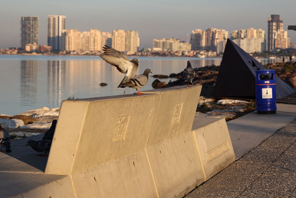 a flock of birds sitting on top of a cement wall