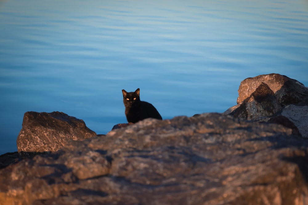 a black cat sitting on top of a rock next to a body of water