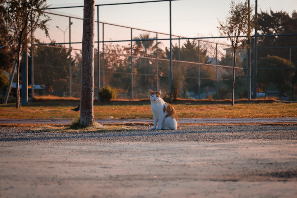 a cat sitting in the middle of a parking lot