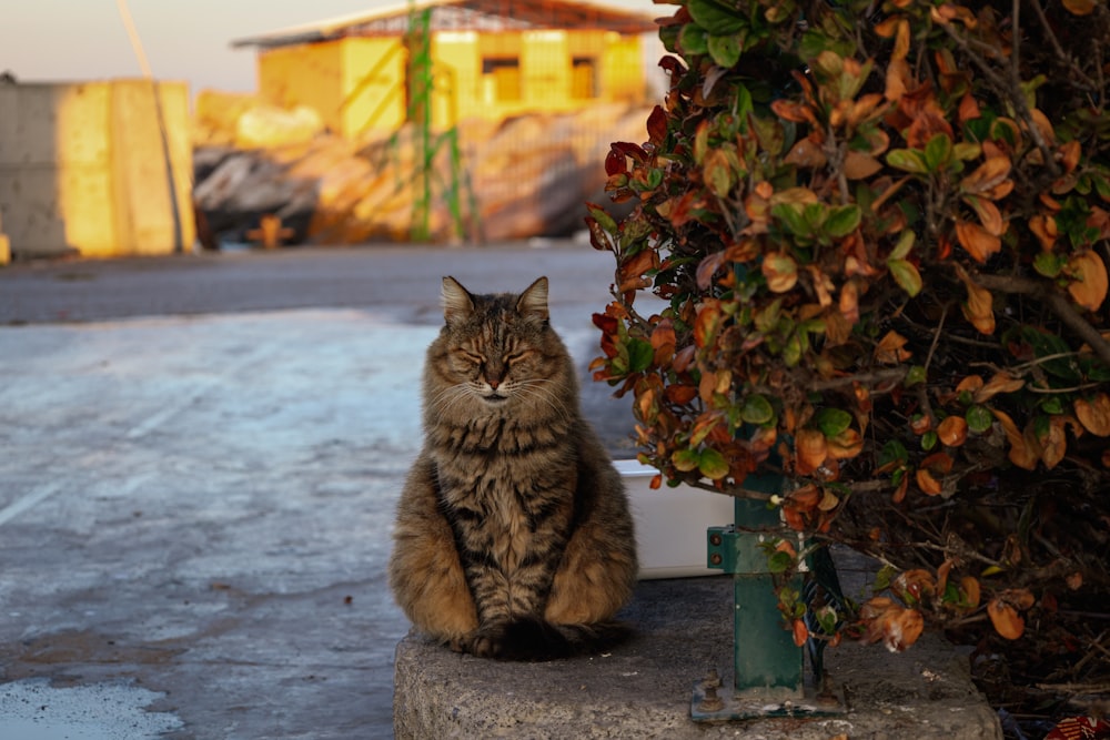 a cat is sitting on a rock outside