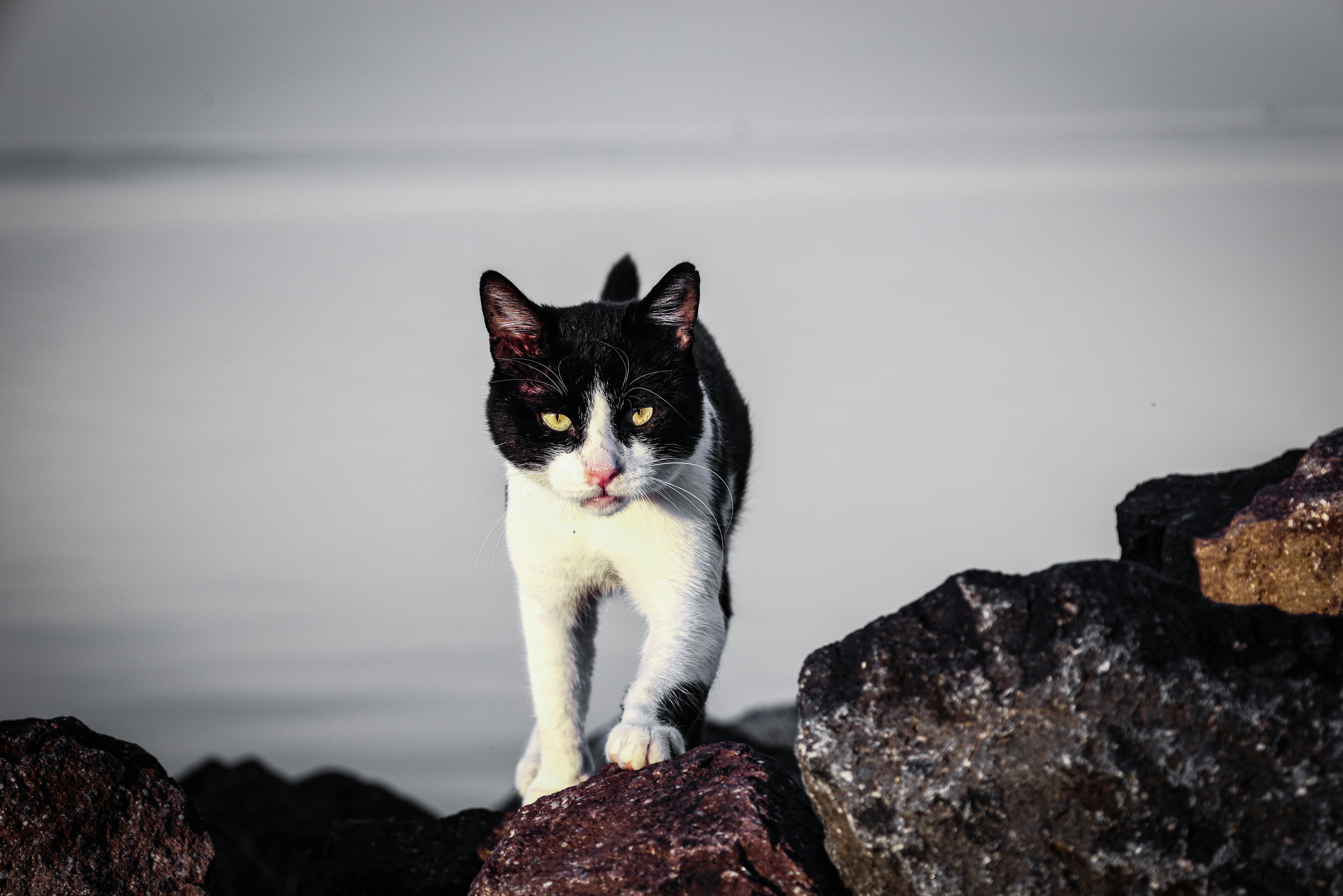 Manx: Anchored by Routine (image credits: unsplash)
