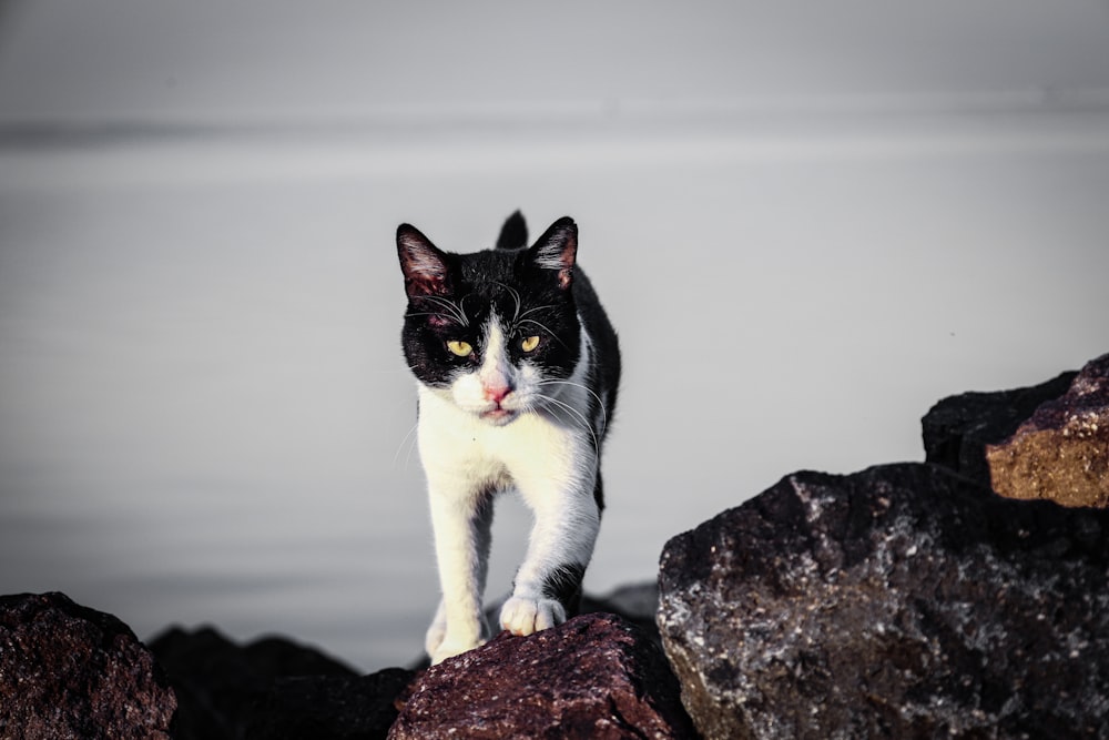 a black and white cat standing on a rock