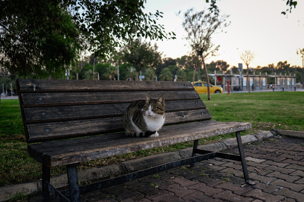 a cat sitting on a bench in a park