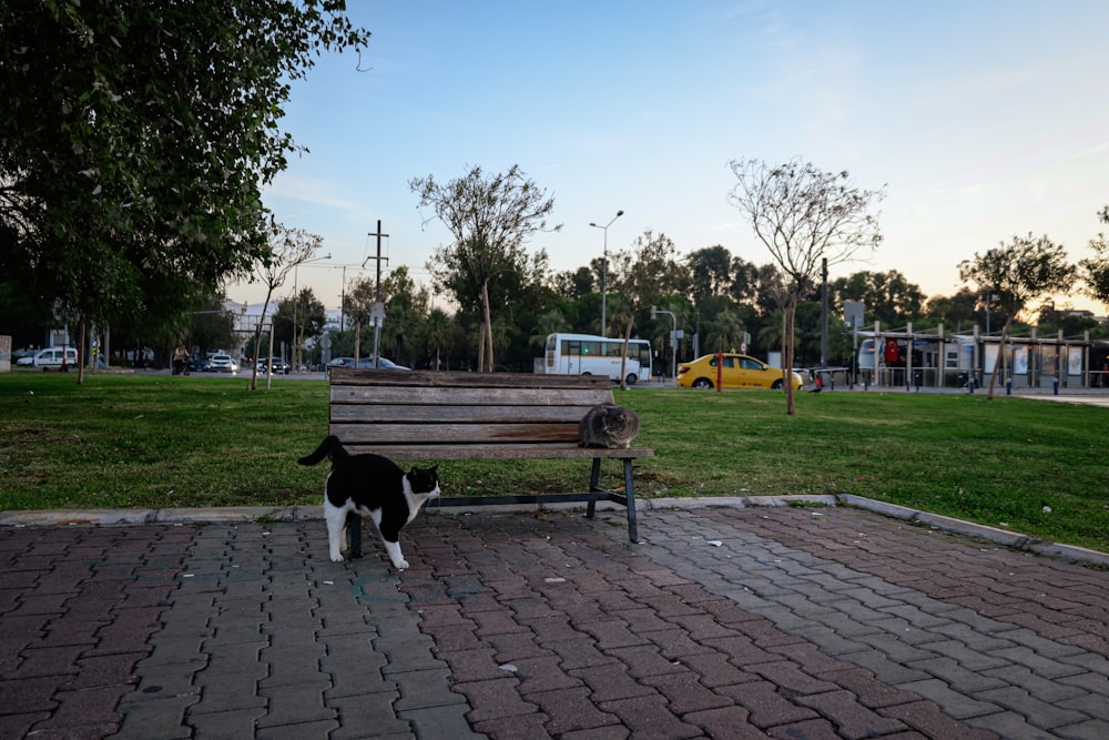 a black and white cat standing next to a wooden bench