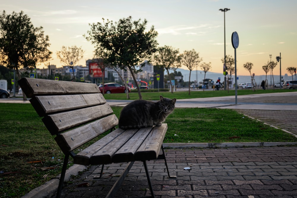 a cat sitting on a bench in a park