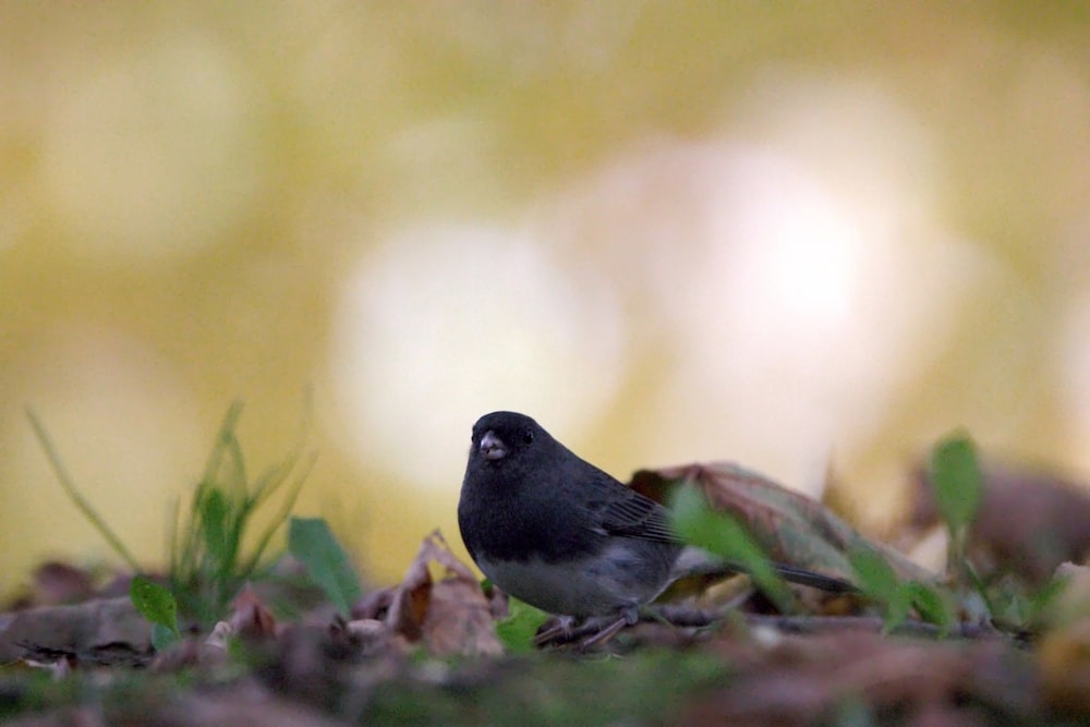 a small bird is standing on the ground