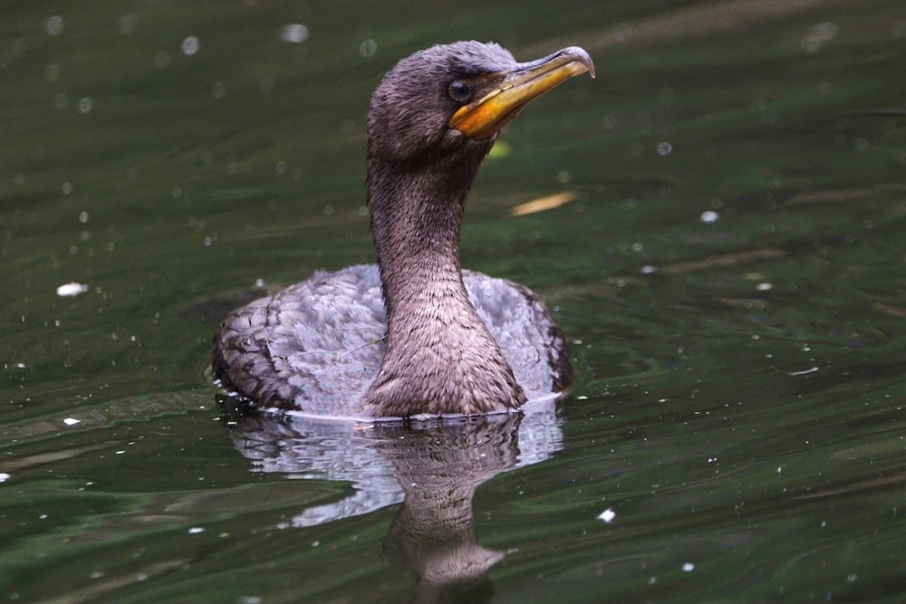 a duck floating on top of a body of water