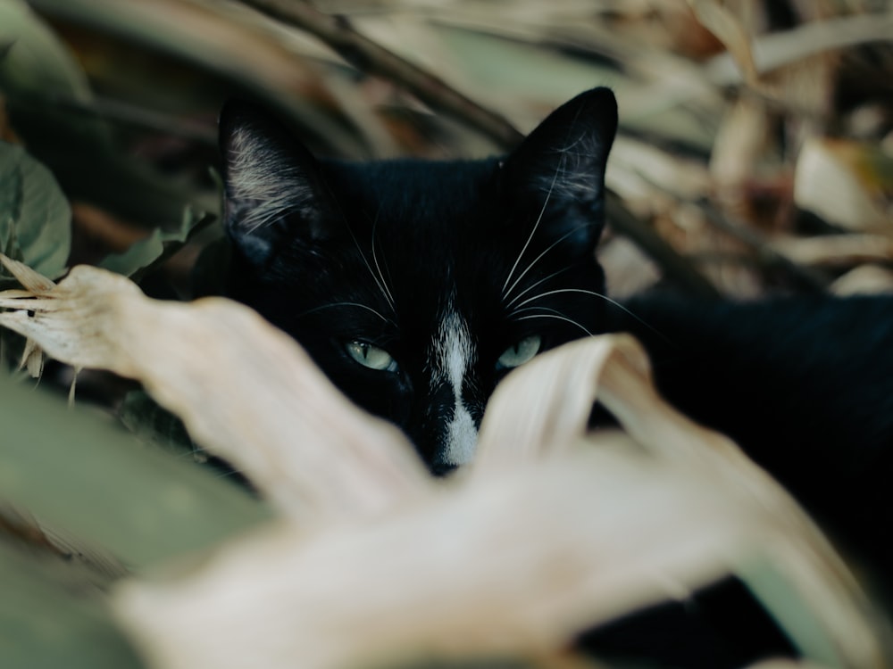 a black and white cat laying on top of leaves