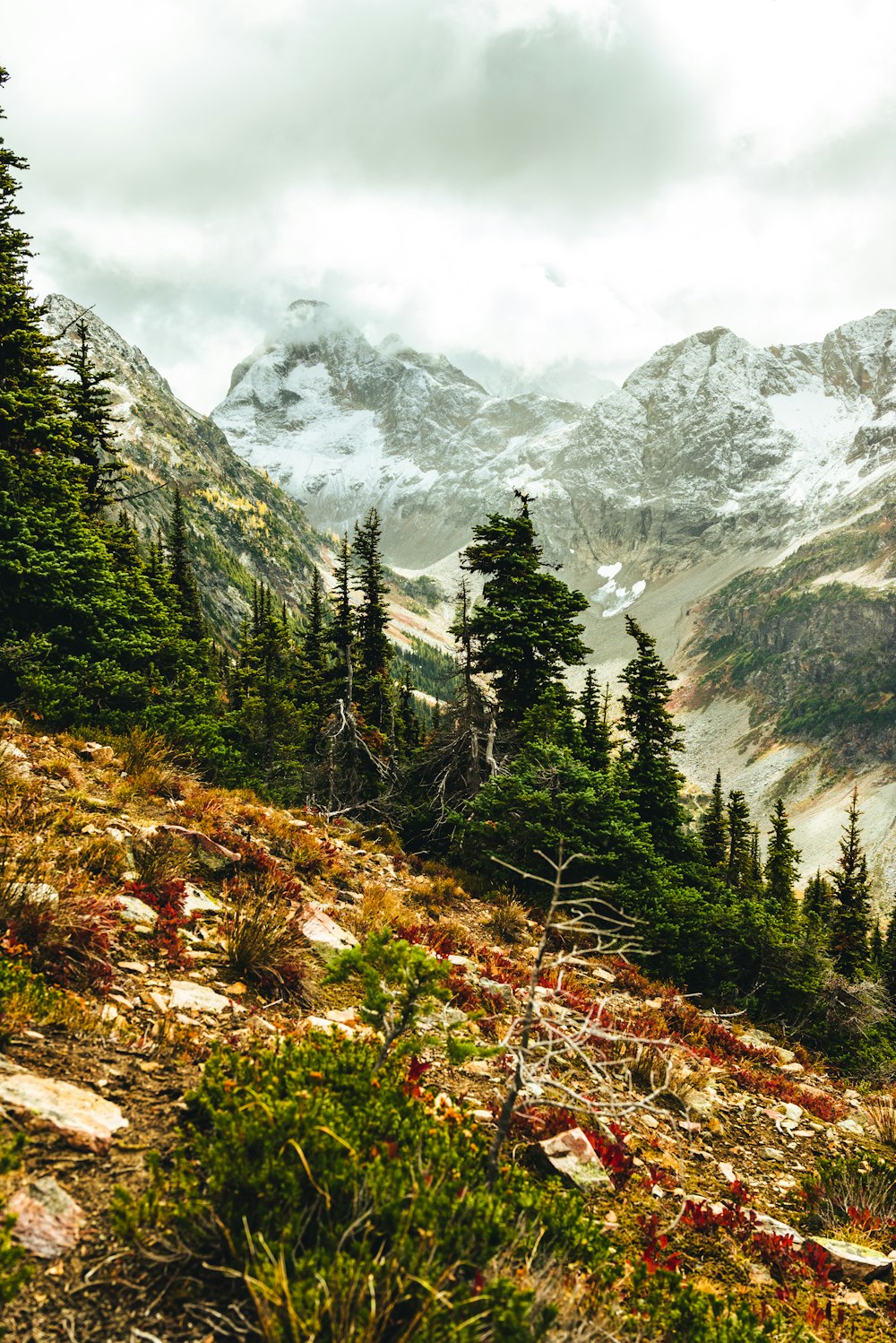 a view of a mountain range with trees and snow