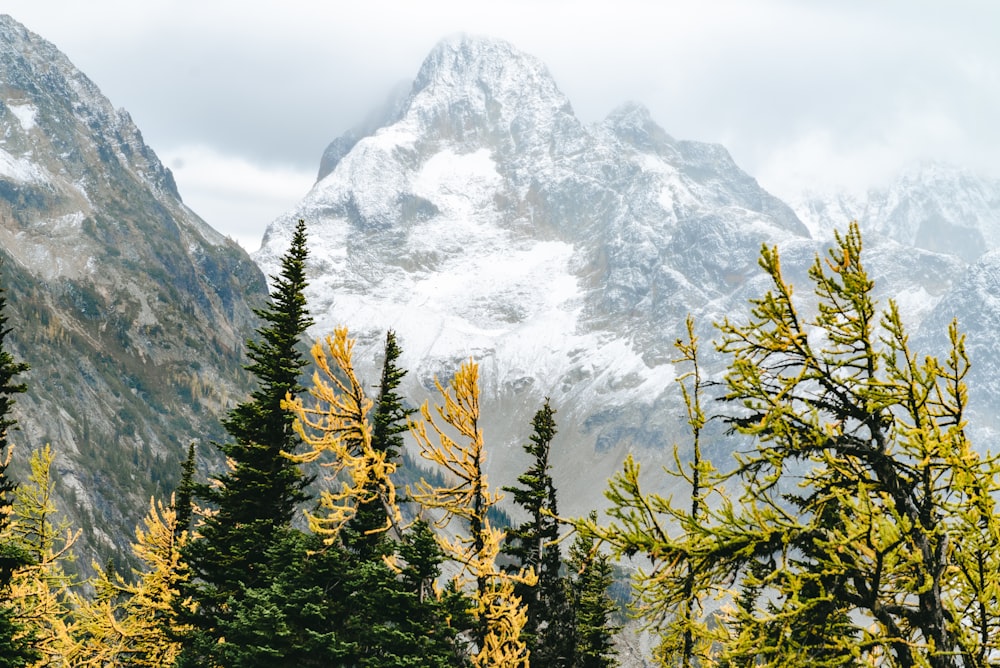 a view of a snow covered mountain with trees in the foreground