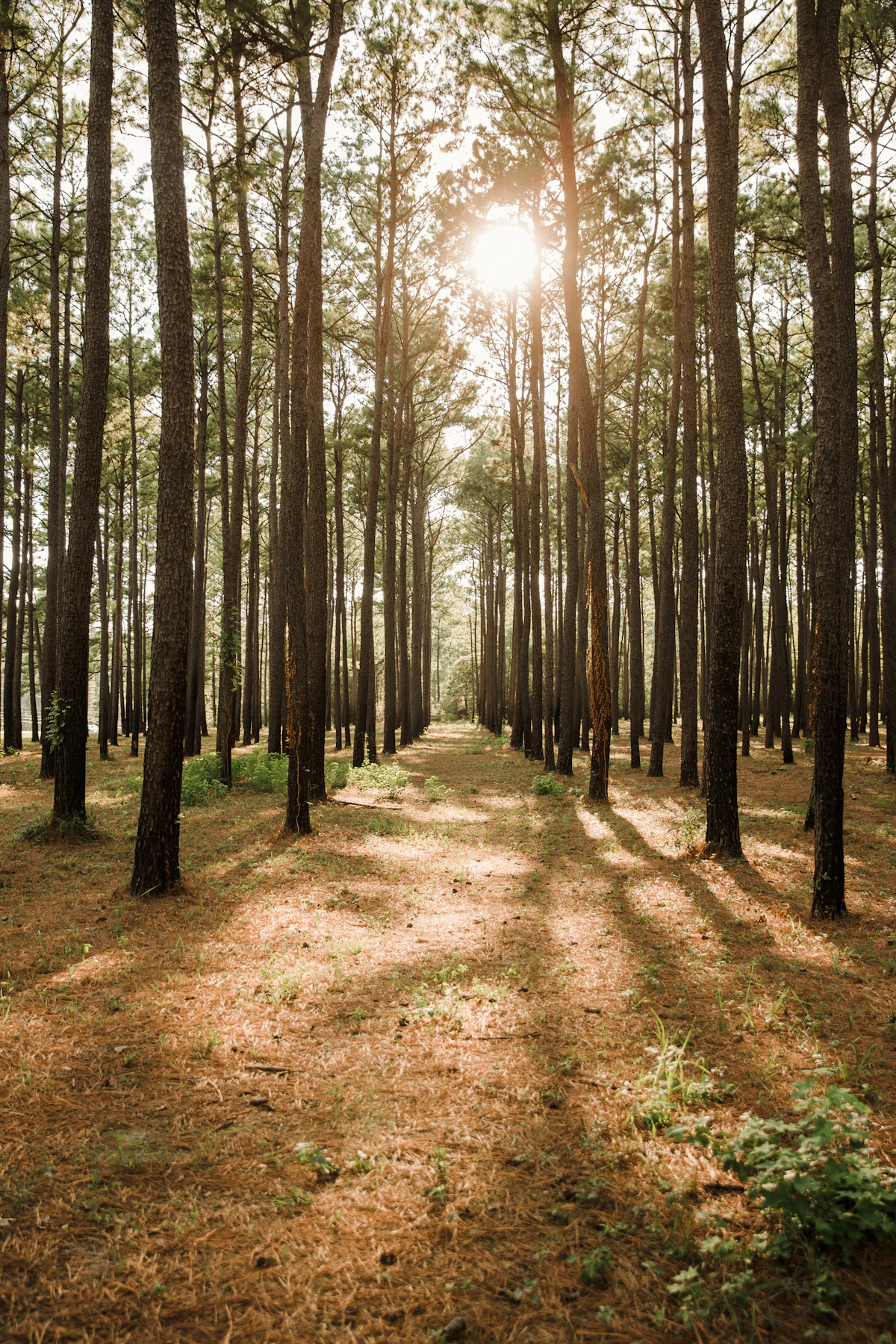 Sun low behind rows of straight pine trunks over a floor of needles