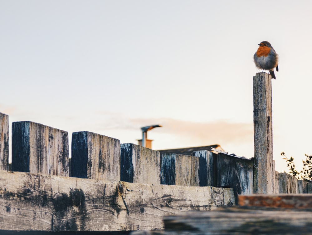 a small bird sitting on top of a wooden post