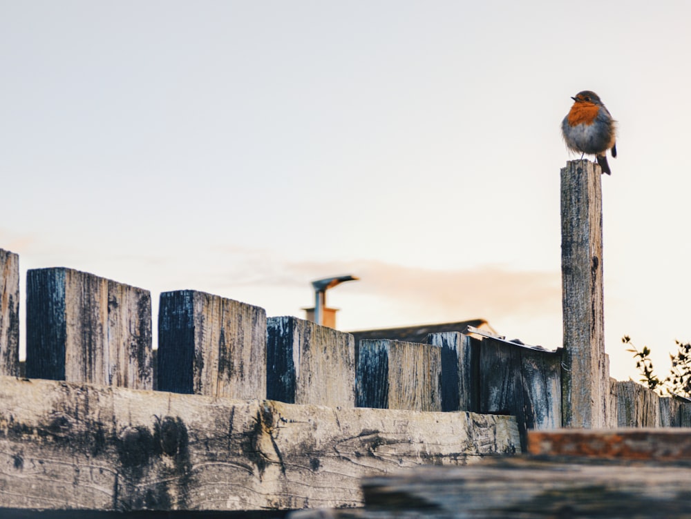 un pequeño pájaro sentado en la parte superior de un poste de madera