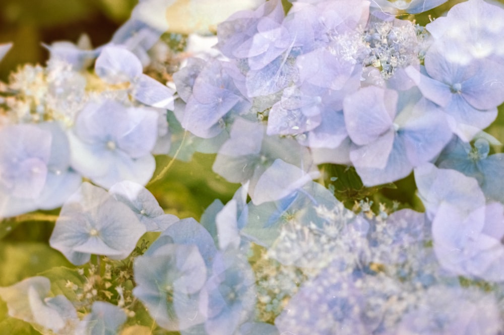 a bunch of blue flowers that are in the grass