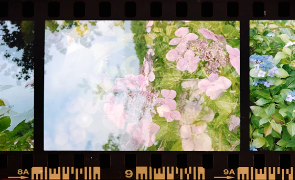 a series of three pictures of flowers and trees