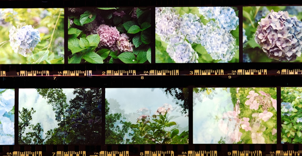 a series of photographs of flowers and trees