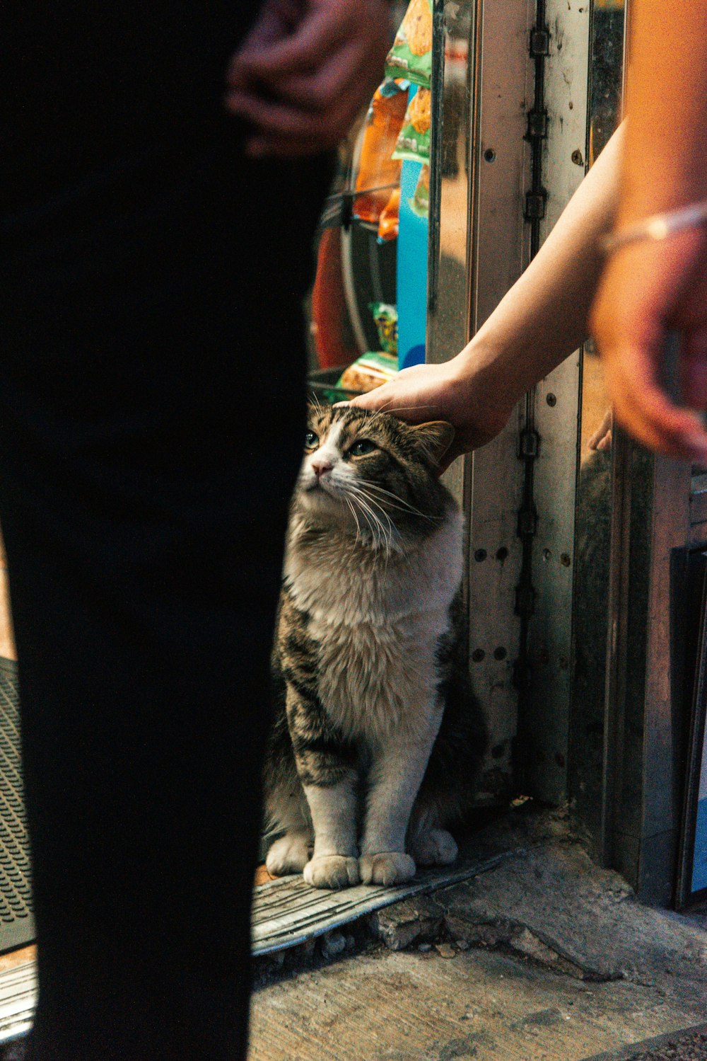 人の前に座っている灰色と白の猫