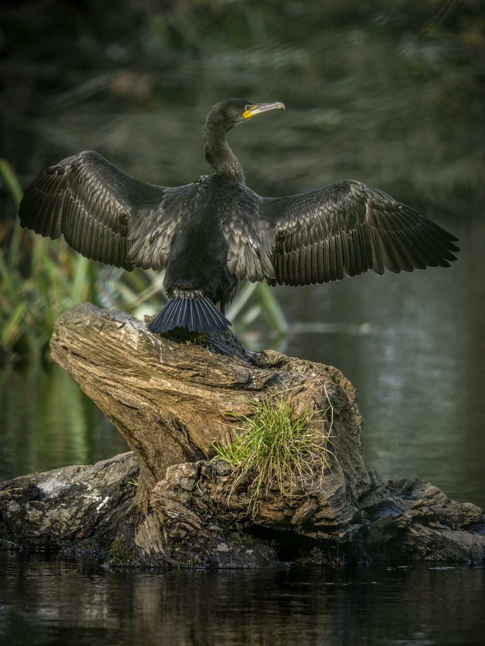 a bird with its wings spread sitting on a log in the water