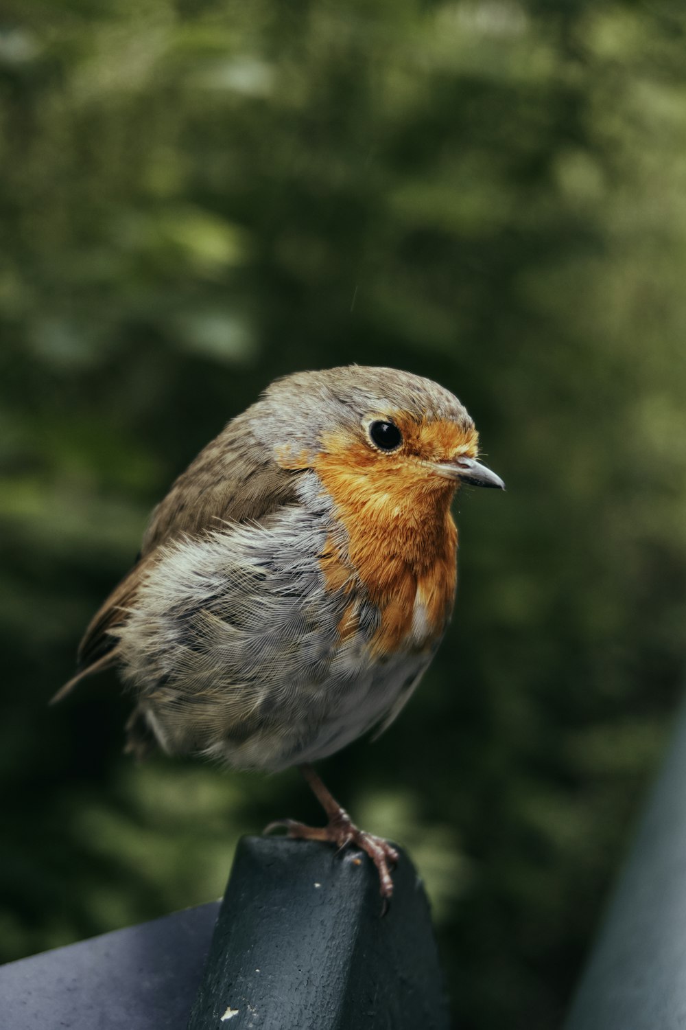 un pequeño pájaro sentado en lo alto de un poste de metal