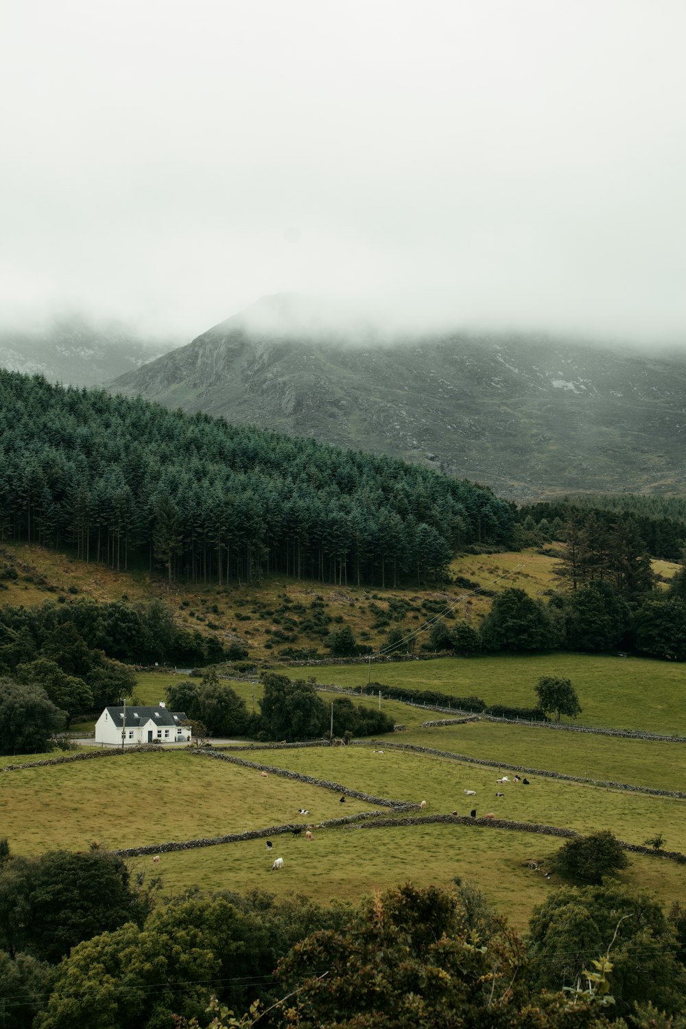 a house in the middle of a lush green field