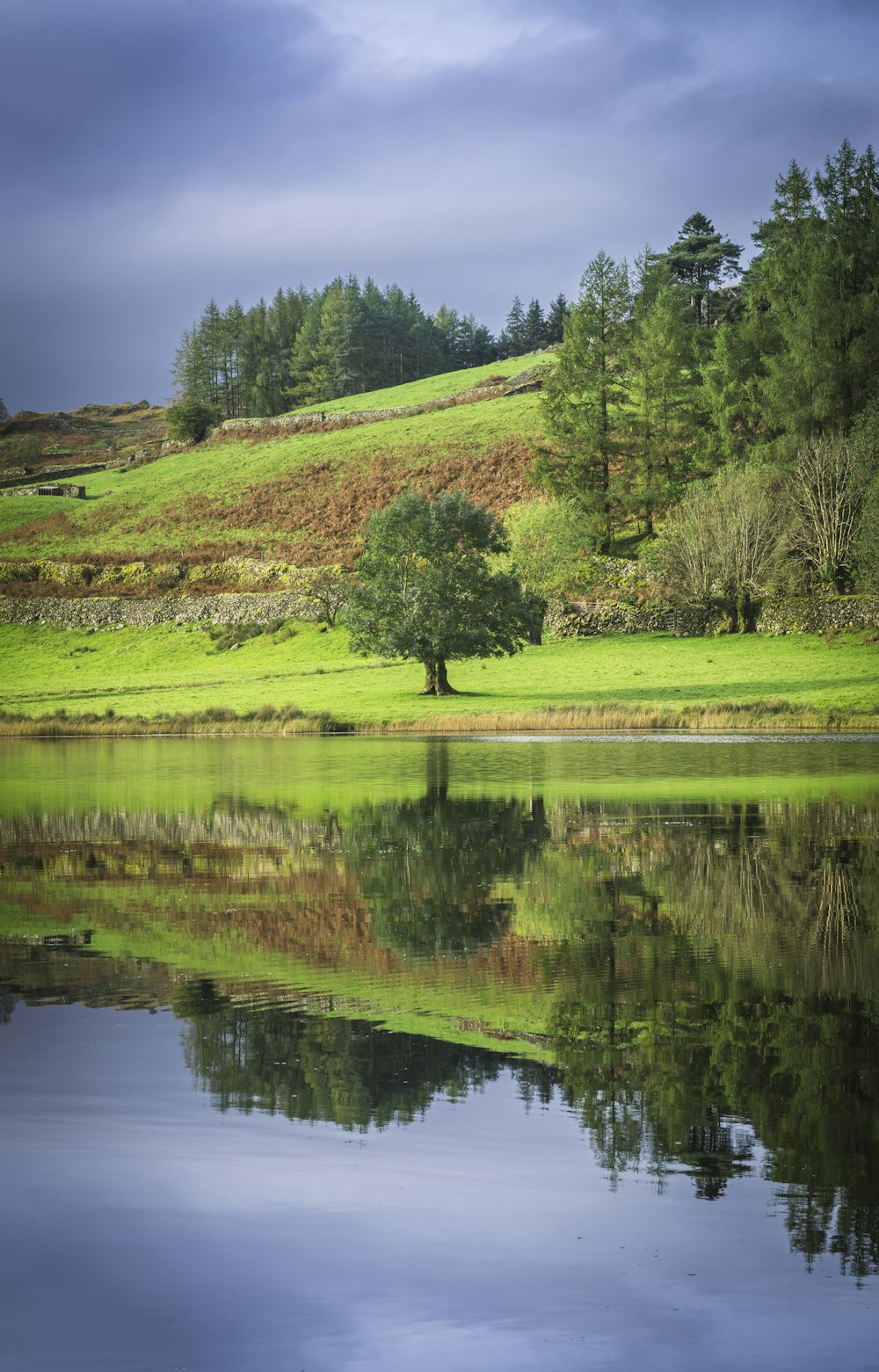 a tree sitting on top of a lush green hillside next to a lake