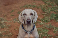 A Weimaraner dog with a light gray coat sits on a grassy field with patches of dry soil. The dog wears a black collar with a chain-link leash attachment, looking directly ahead with an attentive expression.