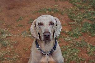 a dog with a chain around it's neck