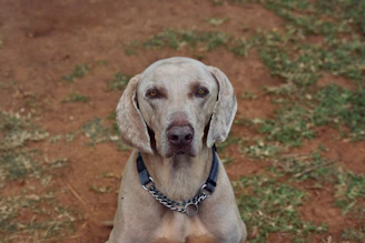 A Weimaraner dog with a light gray coat sits on a grassy field with patches of dry soil. The dog wears a black collar with a chain-link leash attachment, looking directly ahead with an attentive expression.