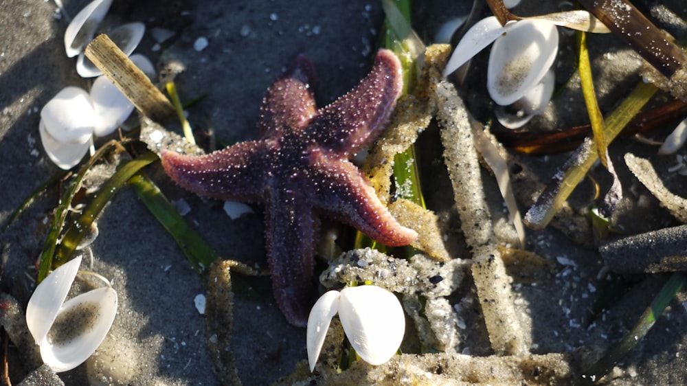 a purple starfish laying on top of a sandy beach