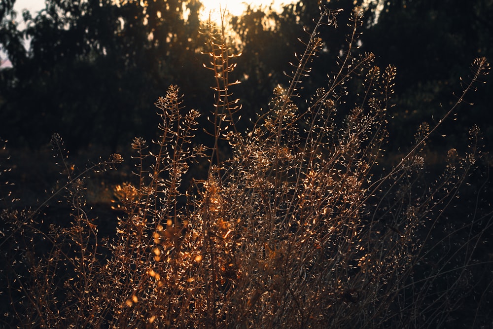 the sun shines through the trees in the background