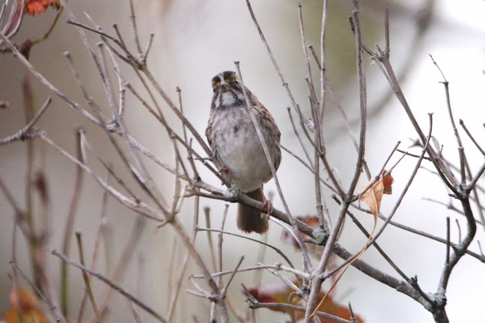 a small bird perched on top of a tree branch