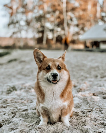 A corgi dog is sitting on sandy ground, looking directly at the camera with a happy expression. The background is blurred with autumn-colored trees and a small building.