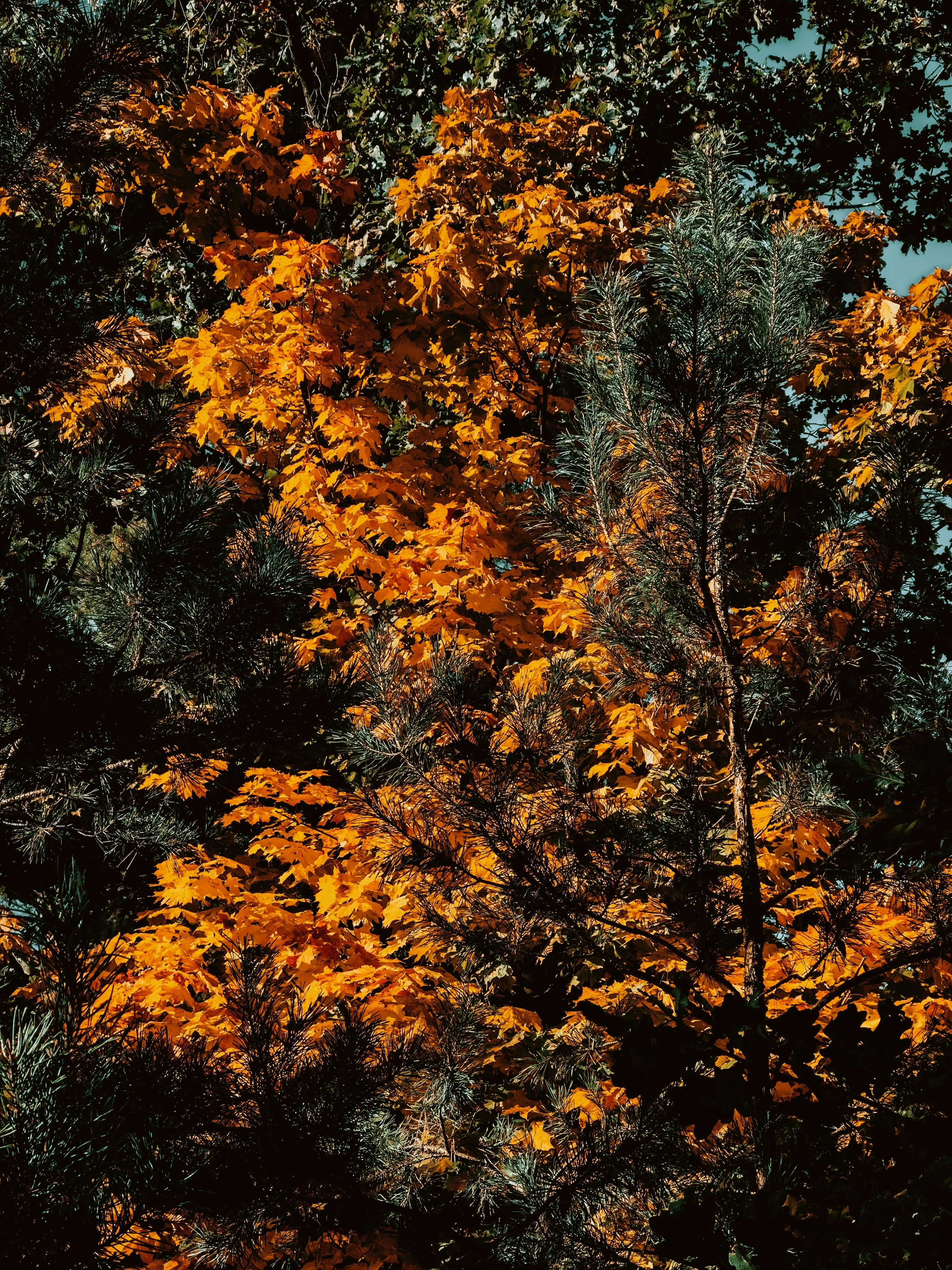 Photo by bkozlovskyi