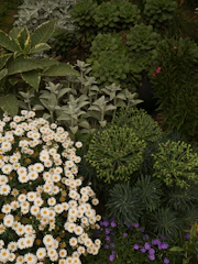 a bunch of flowers that are in the grass