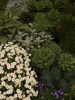 a bunch of flowers that are in the grass