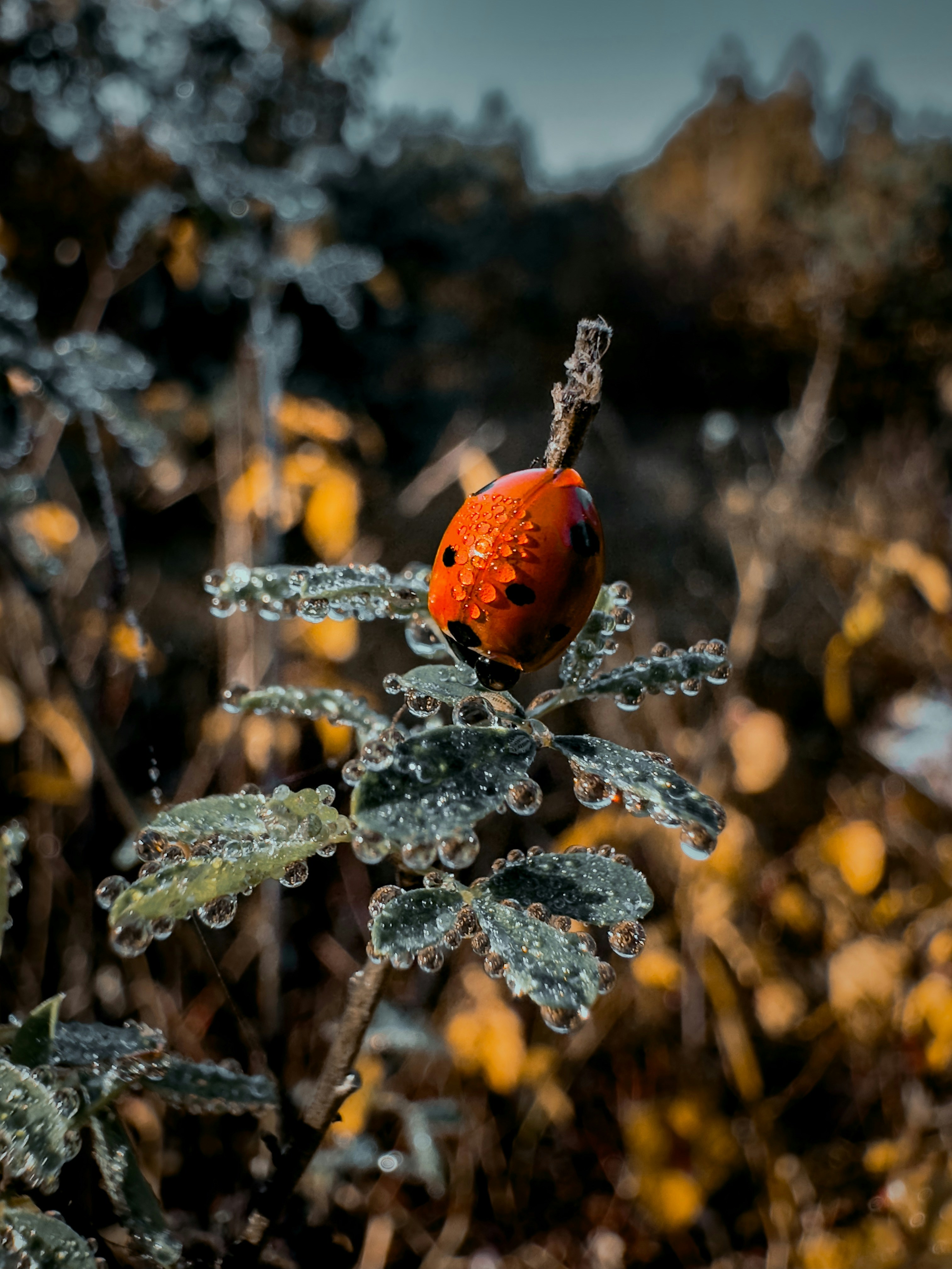 a lady bug sitting on top of a leaf covered plant
