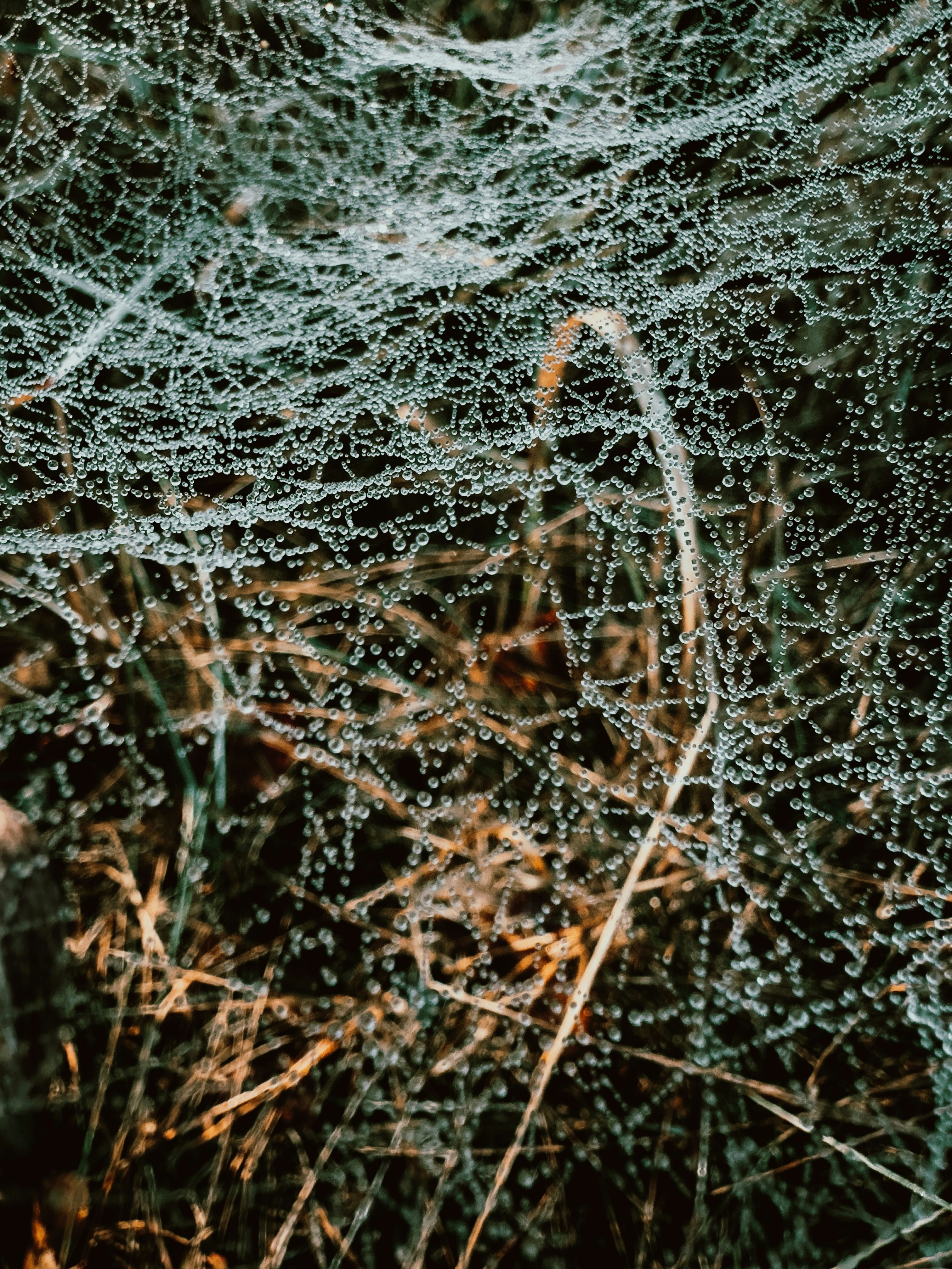 Photo by bkozlovskyi