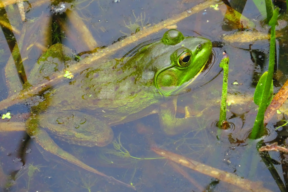 a frog is sitting in the water and looking at the camera