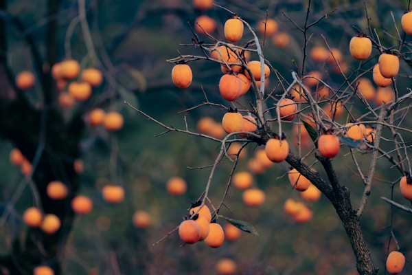 A bunch of oranges are growing on a tree
